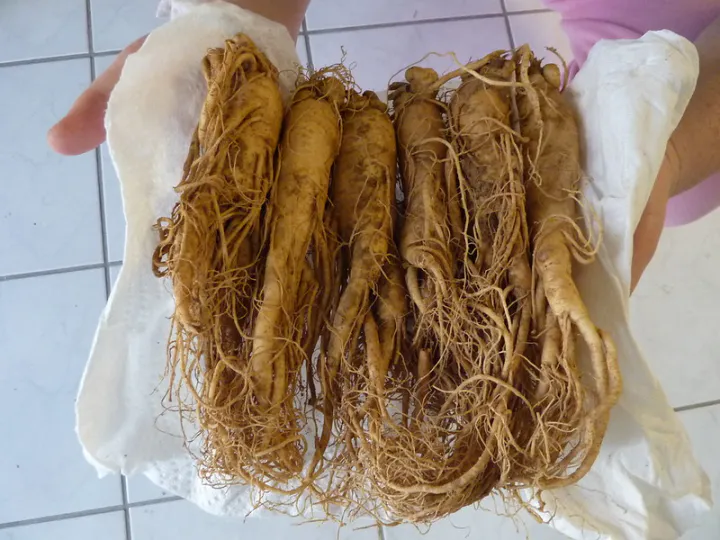 الجينسنغ